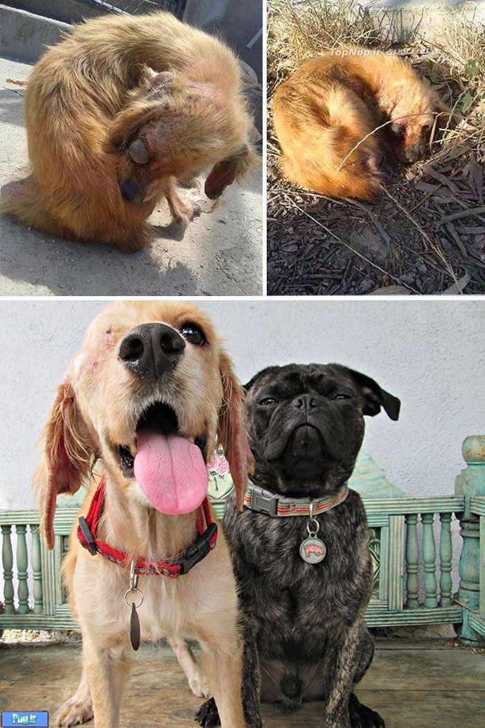 سگ هایی که از پناهگاه ها نجات پیدا کردند 