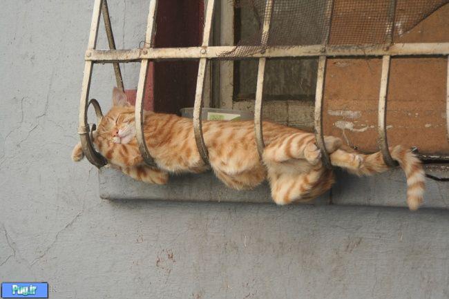 گربه های ناز نازی در حال خواب 