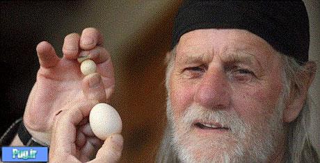 کوچکترین تخم مرغ جهان