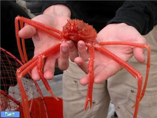 خرچنگ غول‌پیکر ژاپنی
