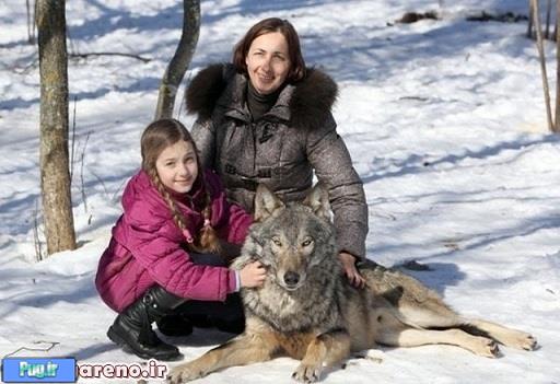 این خانواده با گرگ زندگی می کنند!