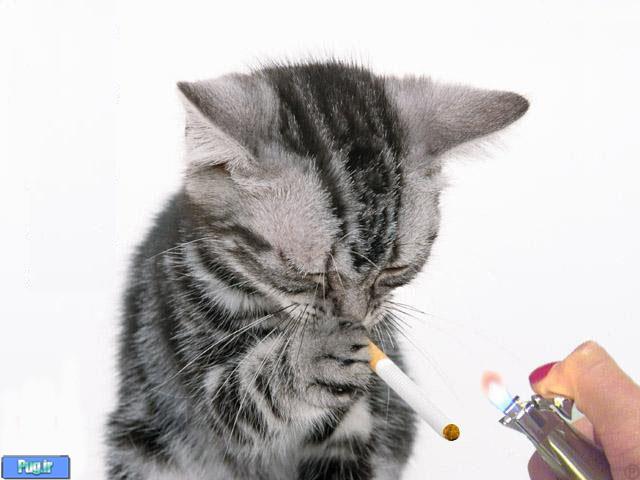 دود سیگار گربهء شما را خواهد کشت!