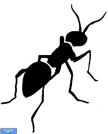 شگرد مورچه های جوان در مواجه شدن با دشمنان