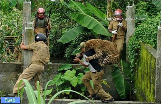 حمله پلنگ به تماشاگران در هند 