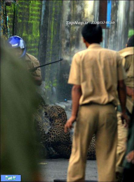 حمله پلنگ به تماشاگران در هند 