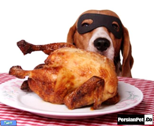 آیا خوردن گردن، جگر، قلب و سنگدان مرغ، برای سگ ها مضر است؟!