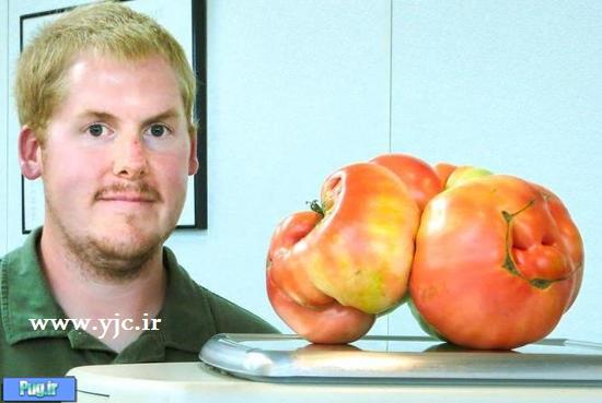 بزرگترین گوجه فرنگی دنیا