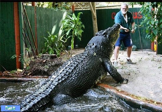 زندگی با بزرگترین تمساح جهان