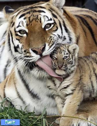 عکس های مادر و فرزندی از دنیای حیوانات