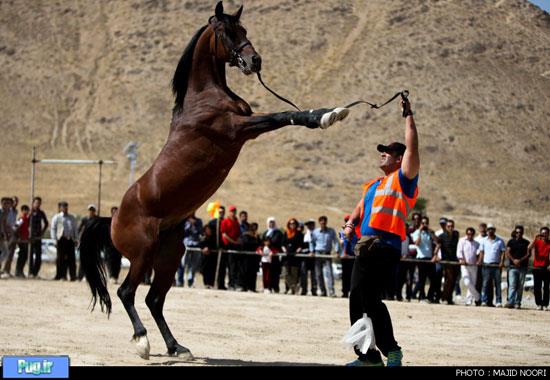  جشنواره زیبایی اسب - اراک