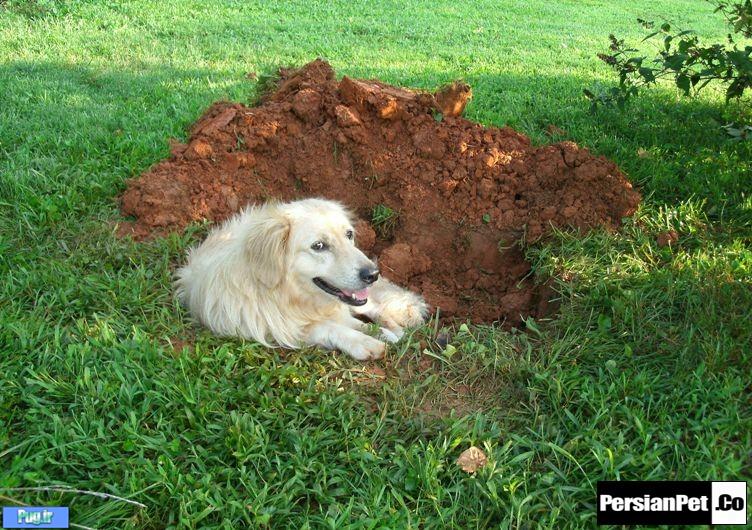 حفر کردن توسط سگ ها 