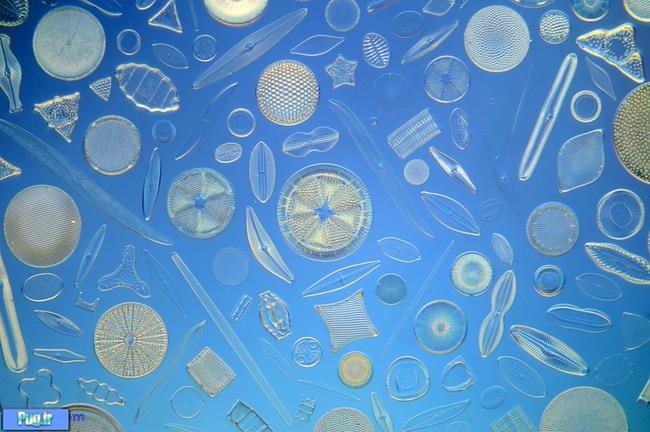 خلق تصاویر خارق العاده با جانداران تک سلولی