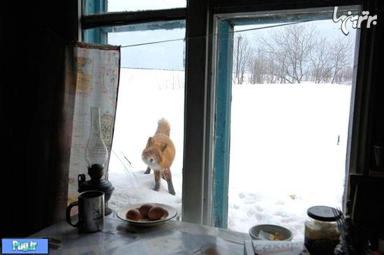  حیوانات در قاب پنجره