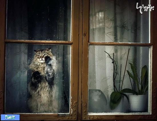  حیوانات در قاب پنجره