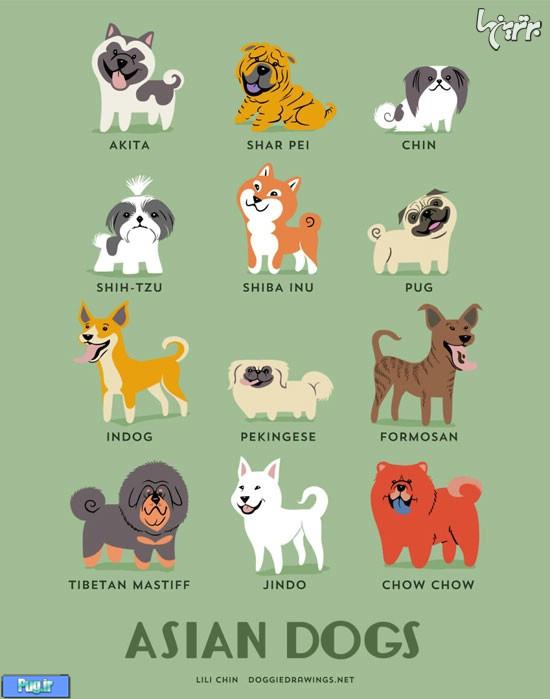 اصل و ریشه نژادهای مختلف سگ‌ها