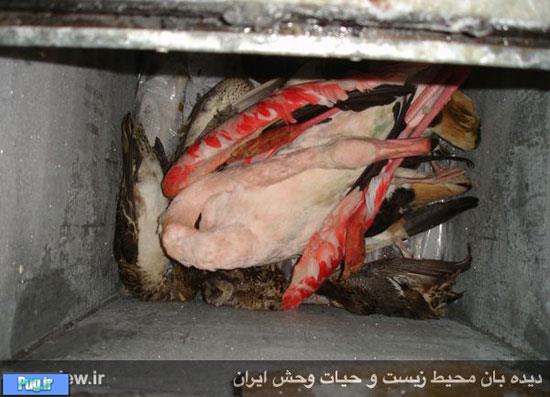 قتل عام پرندگان مهاجر در فریدونکنار +عکس