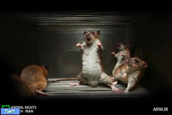  کاهش ۸۰ درصدی جمعیت موشها با کنترل زباله‌ها