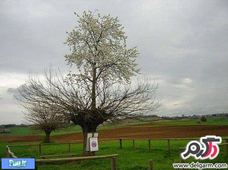درخت دو طبقه .!! جالبترين درخت دنيا