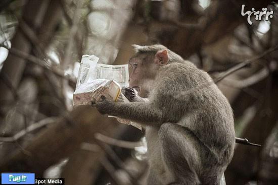 واکنش خنده‌دار میمون به اخبار بازار سهام! 