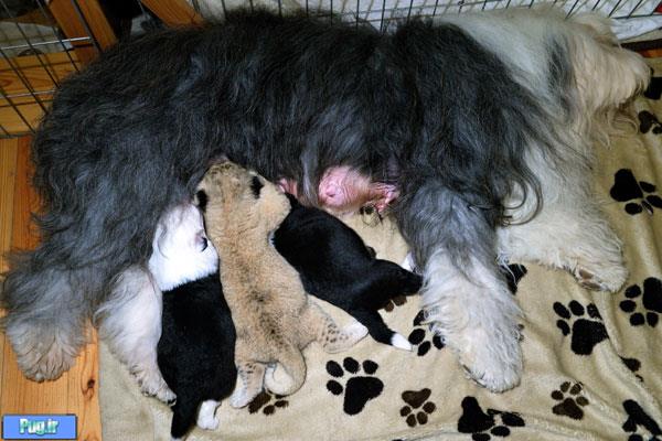 سگی که مادر شیر شد ! 