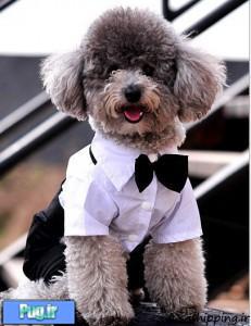 لباسهای جدید داگی دالی برای سگهای خوشگل شما عزیزان رسید  