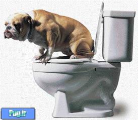 سینی توالت سگ های شما عزیزان