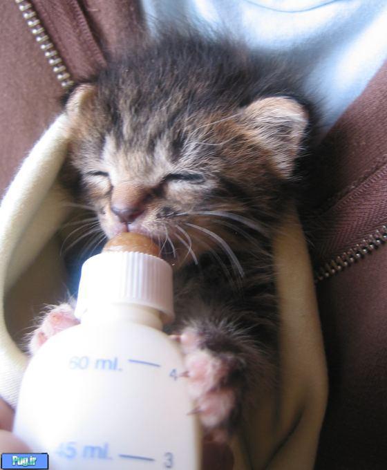  ،شیرخشک بچه گربه 
