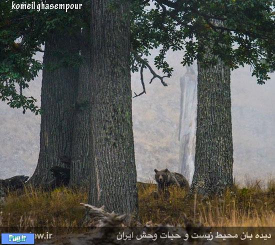 تصاویر زیبا و کم‌نظیر از حیات وحش مازندران 