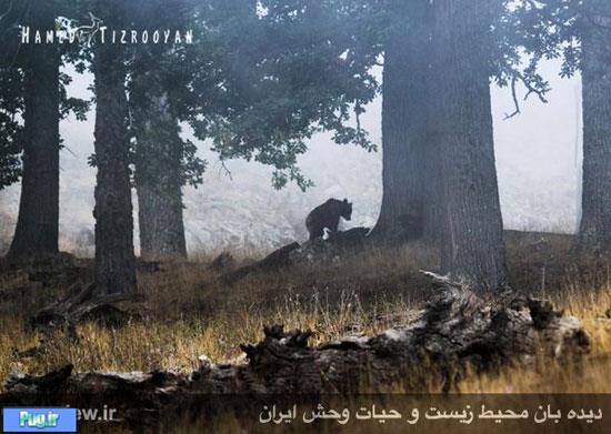 تصاویر زیبا و کم‌نظیر از حیات وحش مازندران 