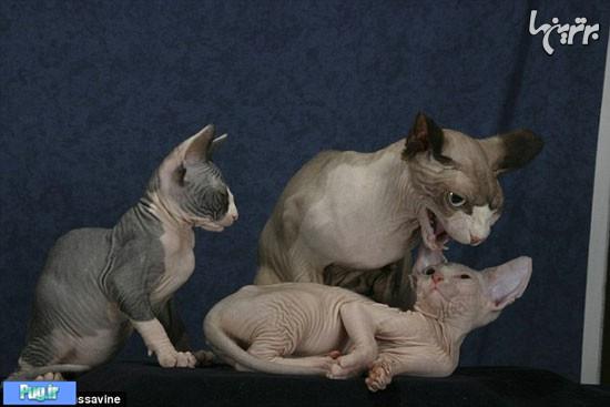 نژادی از گربه‌ها که شبیه جن هستند!