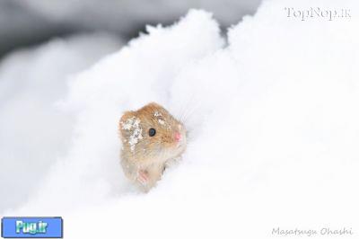 حیوانات در برف 