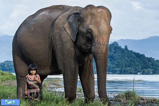 رابطه صمیمانه فیل و دختر ویتنامی