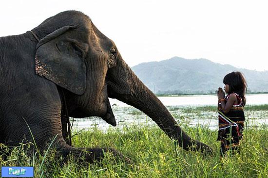 رابطه صمیمانه فیل و دختر ویتنامی
