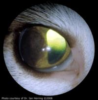 تومورهای چشمی گربه