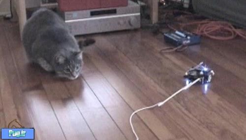 موش رباتیک برای سرگرم کردن گربه ها