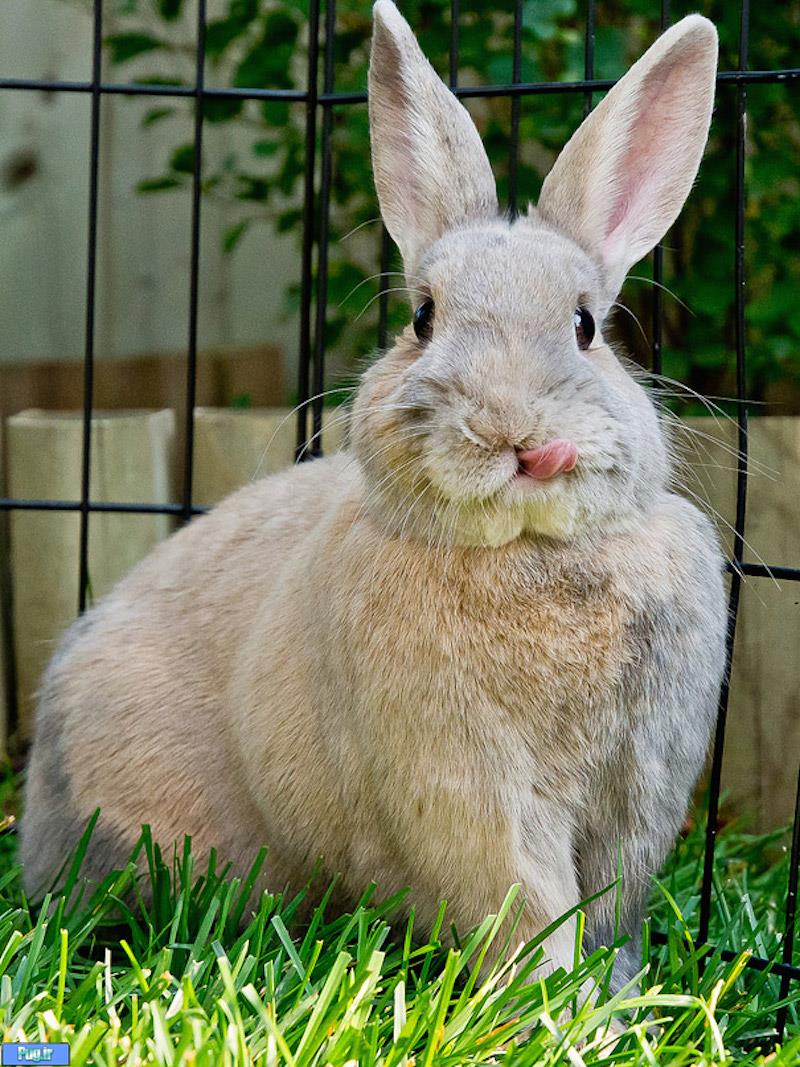 خرگوش ها از همه قشنگ تر زبون درازی می کنن!