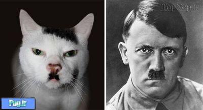 شباهت گربه ها به چهره های معروف 