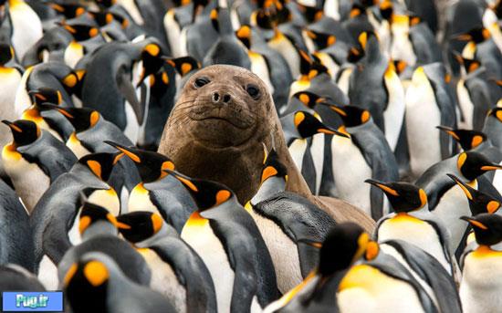 عکس یادگاری با پنگوئن ها 