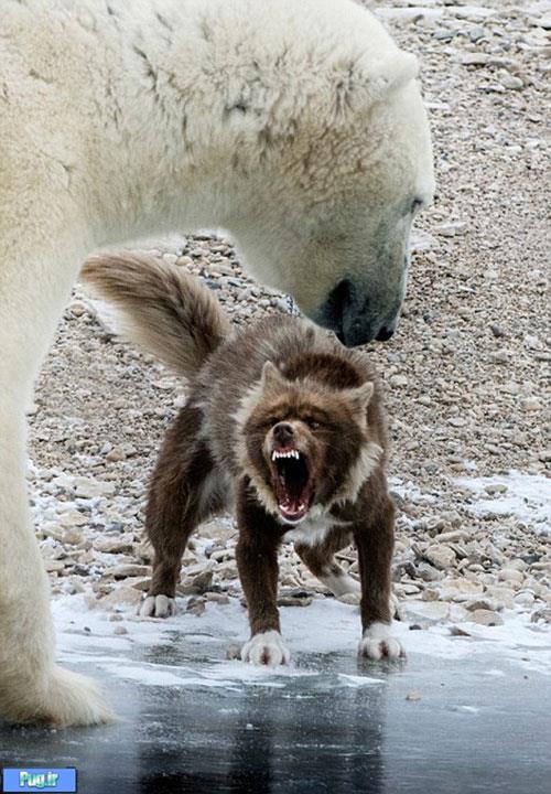 تهدید سگ نگهبان خرس را ترساند! 