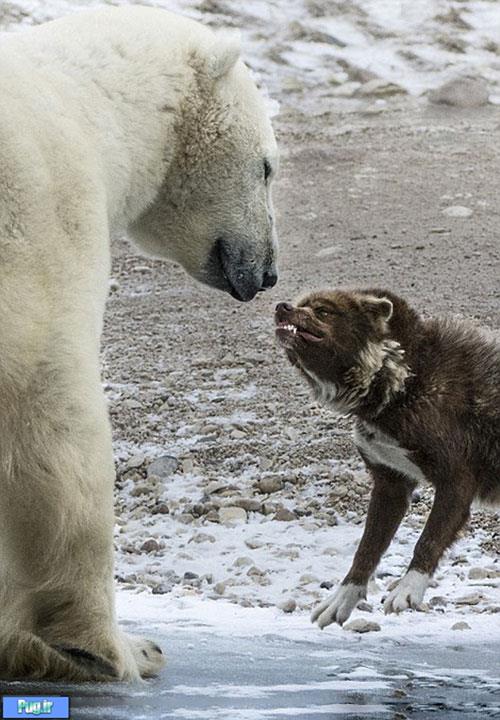 تهدید سگ نگهبان خرس را ترساند! 