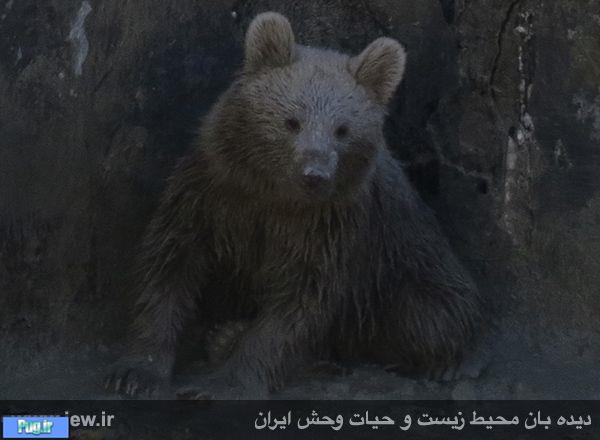توله خرس قهوه ای با فداکاری مرد روستایی از مرگ نجات یافت