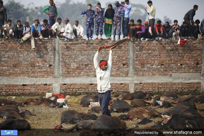 تصاویر عجیب از کشتار 300000 بوفالو برای خوشایند خدای هندو