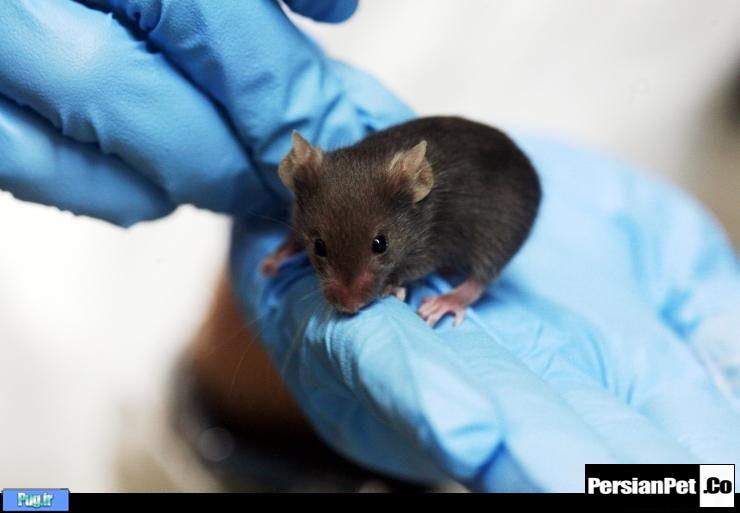 تولید موش تراریخته حاوی پروتئین درمانی در اهواز