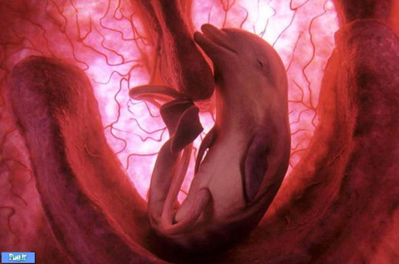 جنین حیوانات در داخل رحم مادر