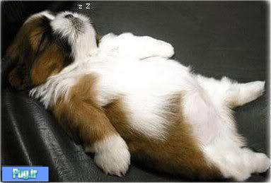 عکسهایی زیبا و با مزه از خوابیدن سگها