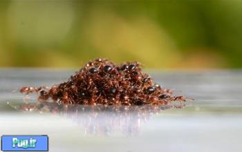 چگونگی بقای مورچه‌ها در برابر سیل