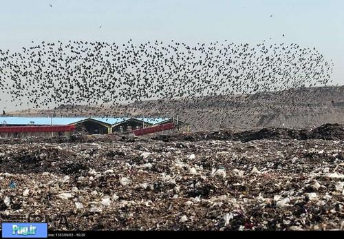 هجوم پرندگان به زباله های تهران 