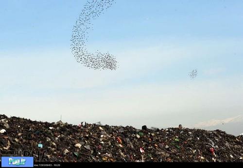 هجوم پرندگان به زباله های تهران 