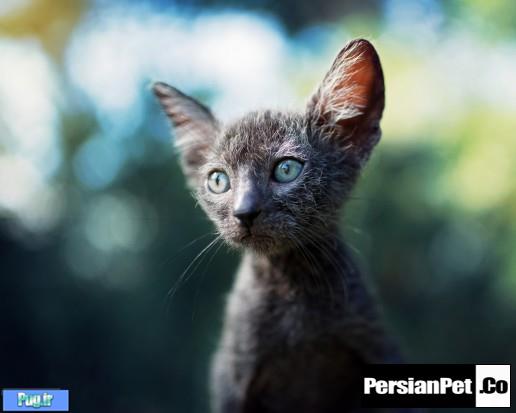 گربه Lykoi – نژاد جدیدی از گربه ها (ترجمه)   