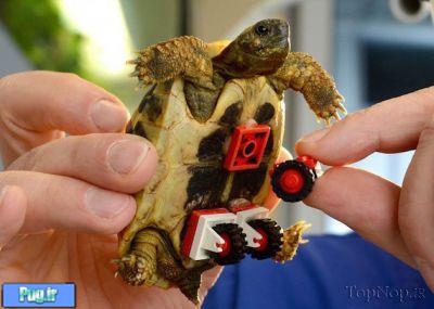  ساخت ویلچیر برای لاکپشت  